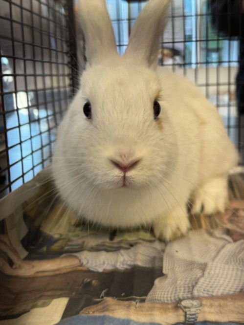 BILLY - Shorthaired Rabbit available for adoption