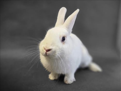 BILLY - Shorthaired Rabbit available for adoption
