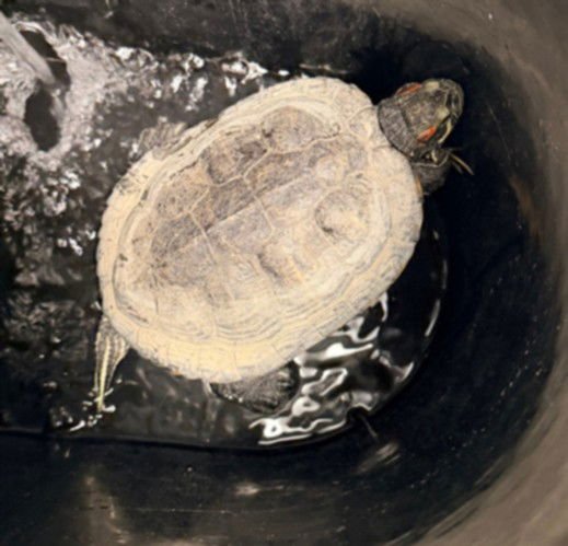 SMALLS - Turtle available for adoption