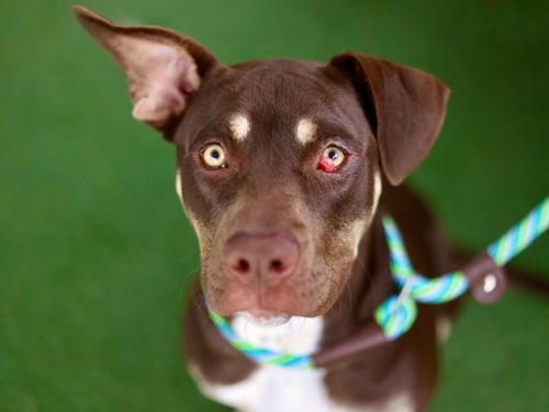 REIGN - Pit Bull Terrier available for adoption