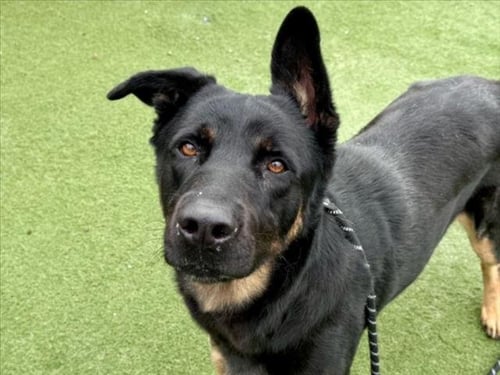 MUKA - German Shepherd Dog available for adoption