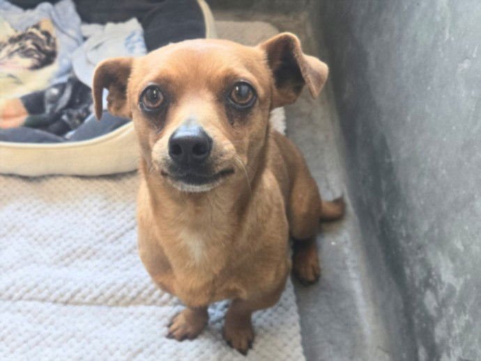 OSO - Chihuahua available for adoption