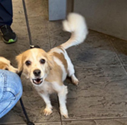 NATSU - Jack Russell Terrier (Parson Russell Terrier) available for adoption