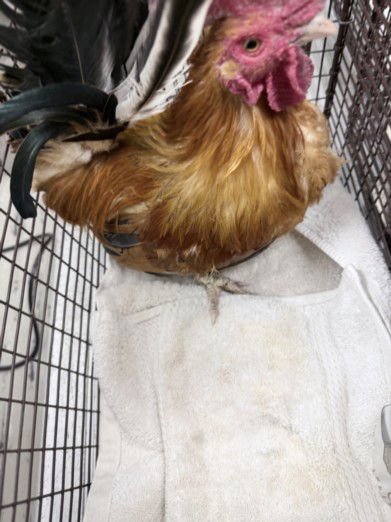 WINKY - Chicken available for adoption