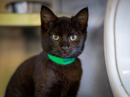 A2250186 - Domestic Short Hair available for adoption