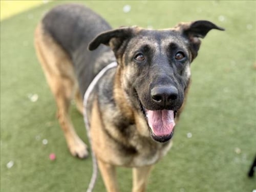 LASSIE - German Shepherd Dog available for adoption