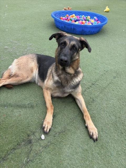 LASSIE - German Shepherd Dog available for adoption