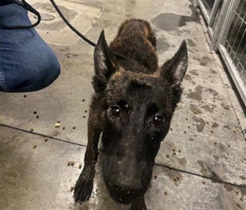 TOFFEE - German Shepherd Dog available for adoption