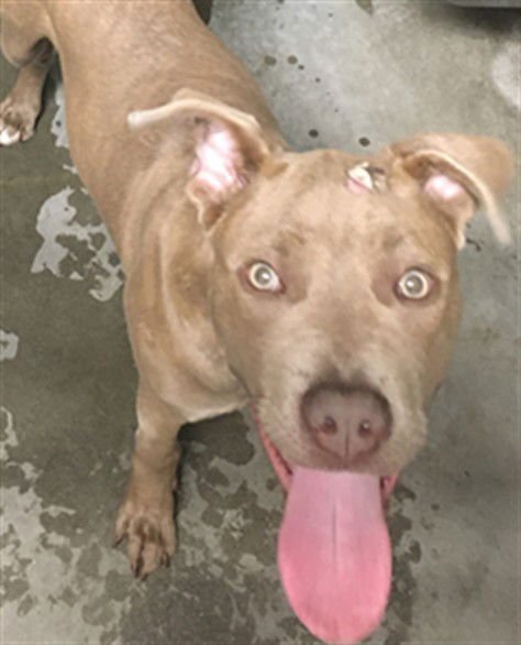 SPARKLER - Staffordshire Bull Terrier available for adoption