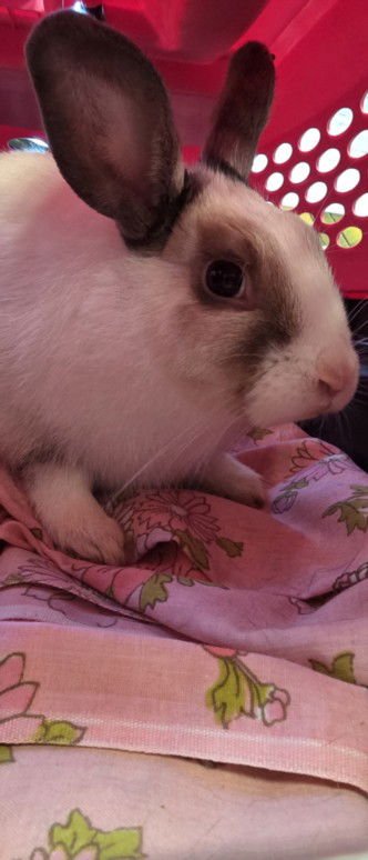 BEATTY - Shorthaired Rabbit available for adoption
