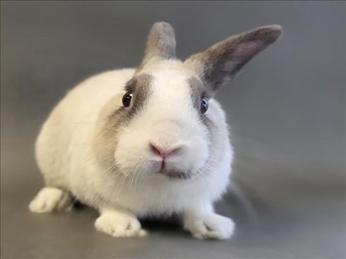 BEATTY - Shorthaired Rabbit available for adoption