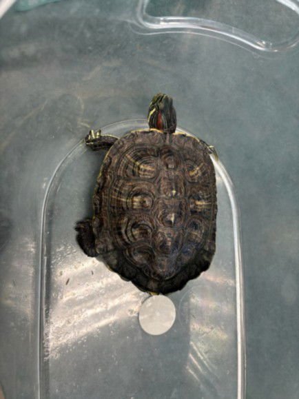 SHELLBAUM - Turtle available for adoption