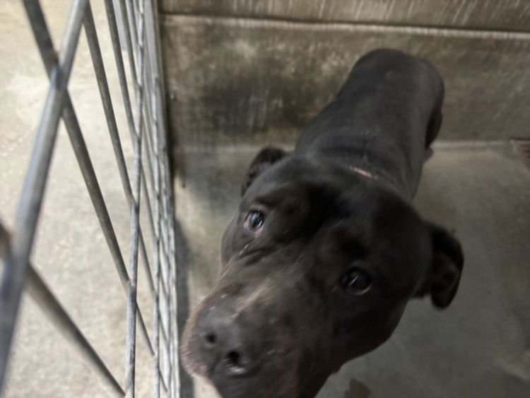 MAMAS - Pit Bull Terrier available for adoption