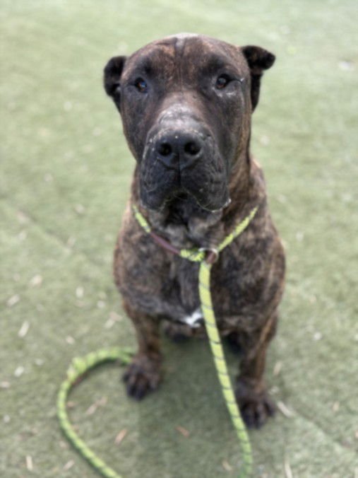 SEQUOIA - Mastiff available for adoption