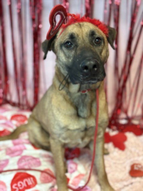 HERMAN - German Shepherd Dog available for adoption