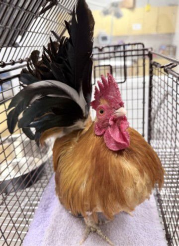 A2251477 - Chicken available for adoption