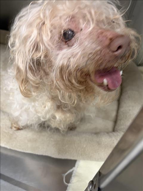 COZI - Maltese / Poodle (Standard) available for adoption