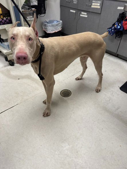 SAINT - Doberman Pinscher available for adoption