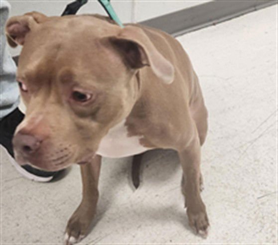 LADY - Pit Bull Terrier available for adoption