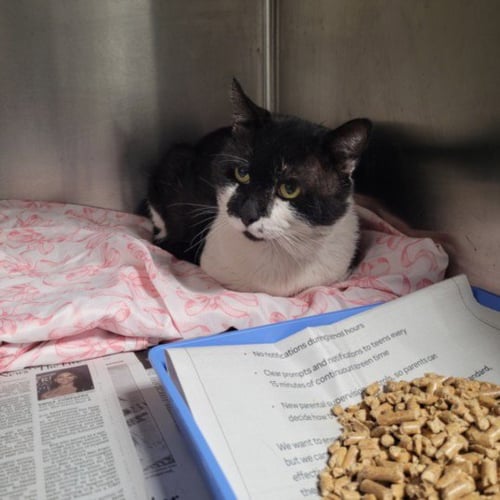 MAX - Domestic Short Hair available for adoption