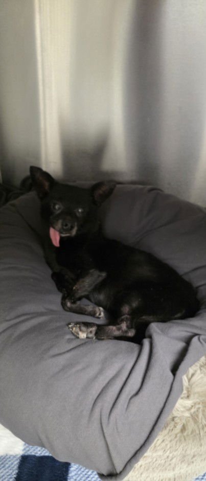 GORDO - Chihuahua available for adoption