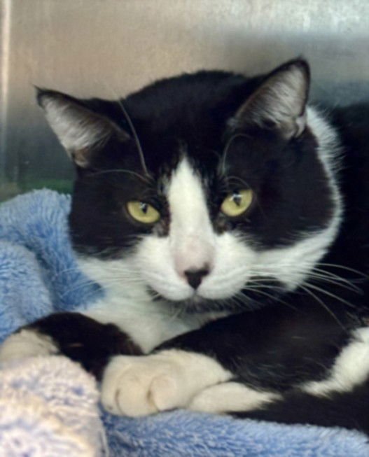 GENGHIS KHAN - Domestic Short Hair available for adoption