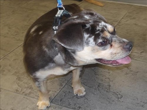 MERLIN - Staffordshire Bull Terrier available for adoption