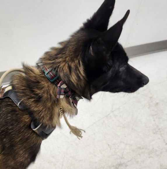 AVICII - Belgian Shepherd Malinois available for adoption