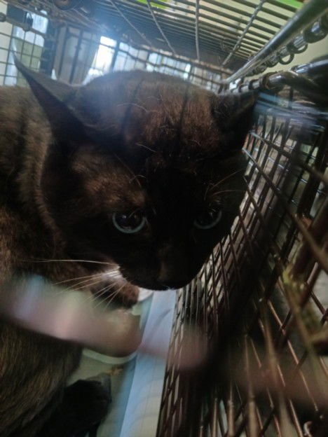 CAFE - Domestic Short Hair available for adoption