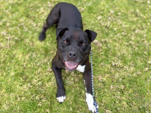 B.A. - Pit Bull Terrier available for adoption
