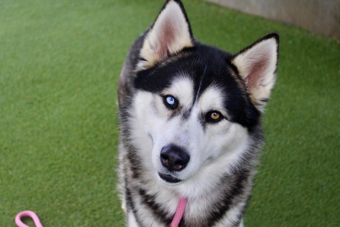 BENJI - Siberian Husky available for adoption