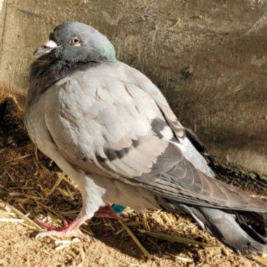 A2257670 - Pigeon available for adoption