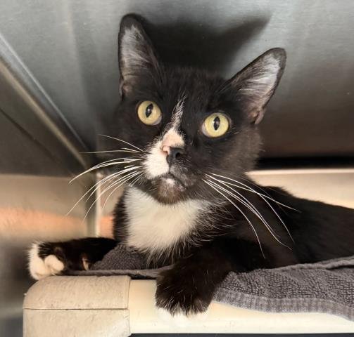 HECTOR - Domestic Medium Hair available for adoption