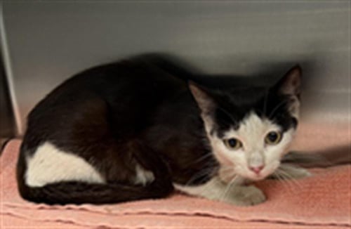 KEYS - Domestic Short Hair available for adoption
