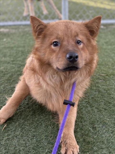 BUCK - Chow Chow available for adoption