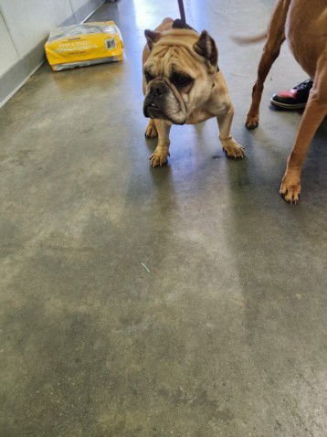 CASHMERE - American Pit Bull Terrier available for adoption