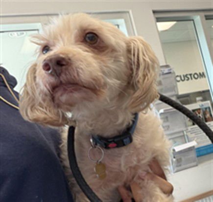 SODA POP - Maltese available for adoption