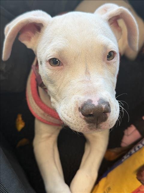 BECKY - Pit Bull Terrier available for adoption