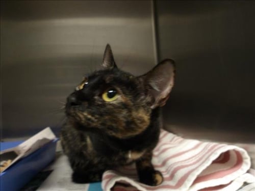 SUNI - Domestic Short Hair available for adoption