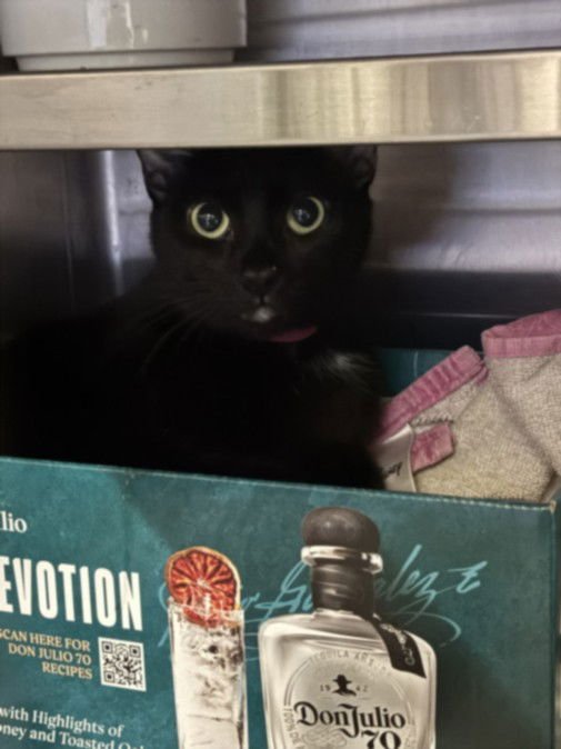 CHARLOTTE - Domestic Short Hair available for adoption