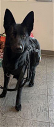 OYAK - German Shepherd Dog available for adoption