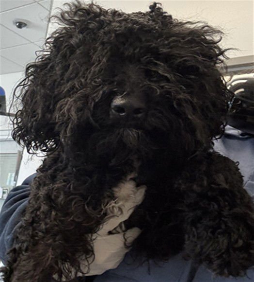 LEWIS - Maltese available for adoption