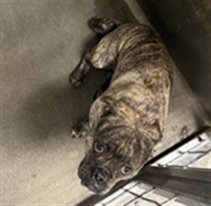 MANMAN - Pit Bull Terrier available for adoption