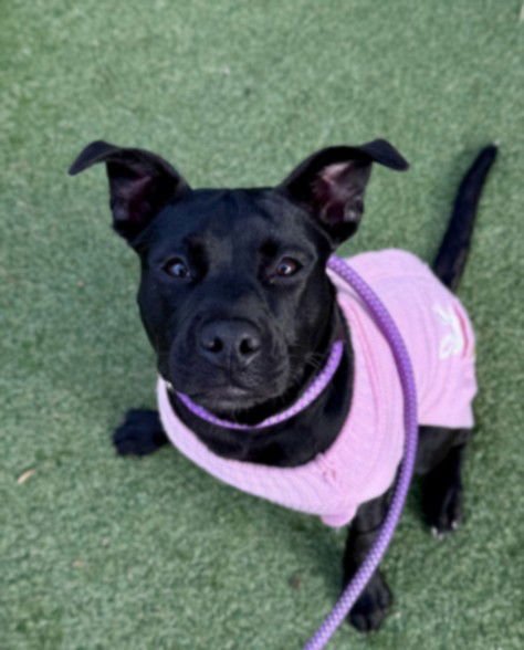 SALIM/LULU - Australian Kelpie available for adoption