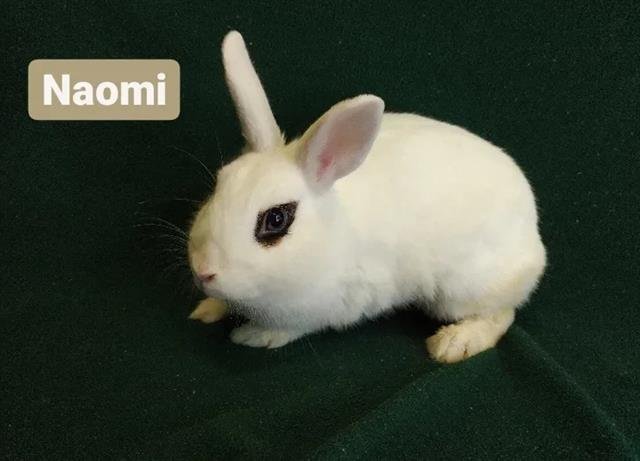 MARIAH - Longhaired Rabbit available for adoption