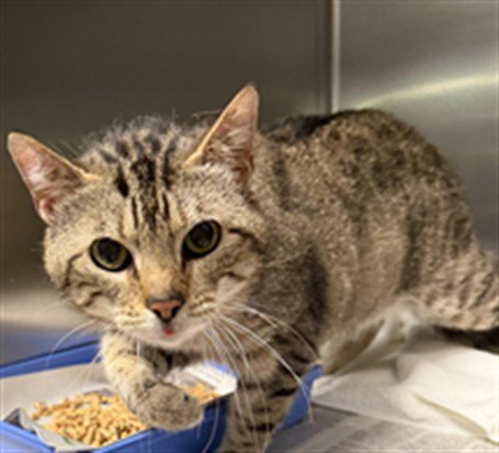 LEO - Domestic Short Hair available for adoption