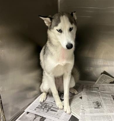 MADISON - Siberian Husky available for adoption