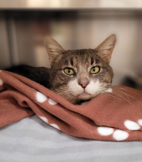 PETER PARKER - Domestic Short Hair available for adoption