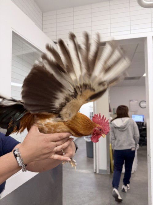 DINKY - Chicken available for adoption