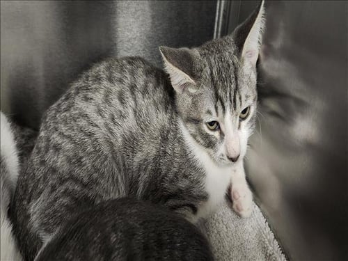 ROCKY - Domestic Short Hair available for adoption